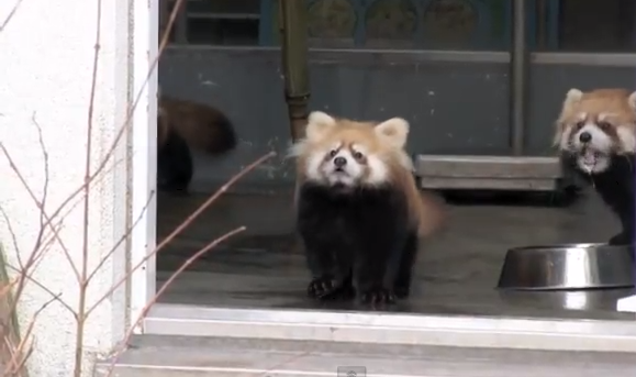 超絶可愛い!!　突然現れた飼育員の足に驚いてひっくり返るレッサーパンダが可愛すぎる